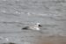 8-Harle piette | Mergellus albellus | Smew
